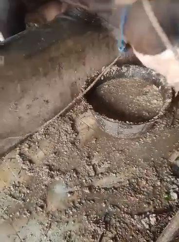 Sapi sedang makan pakan BR SHAD 35