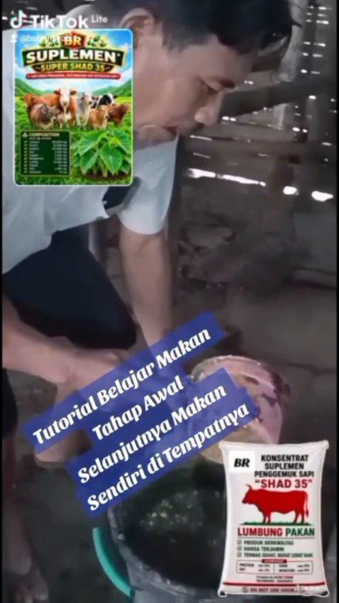 Tutorial: cara membuat dan memberi pakan campuran BR SHAD 35