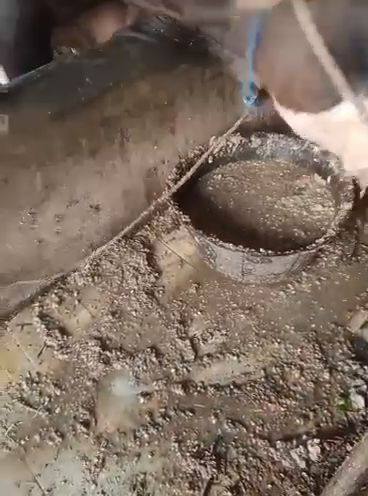Cuplikan video: Sapi sedang makan pakan BR SHAD 35